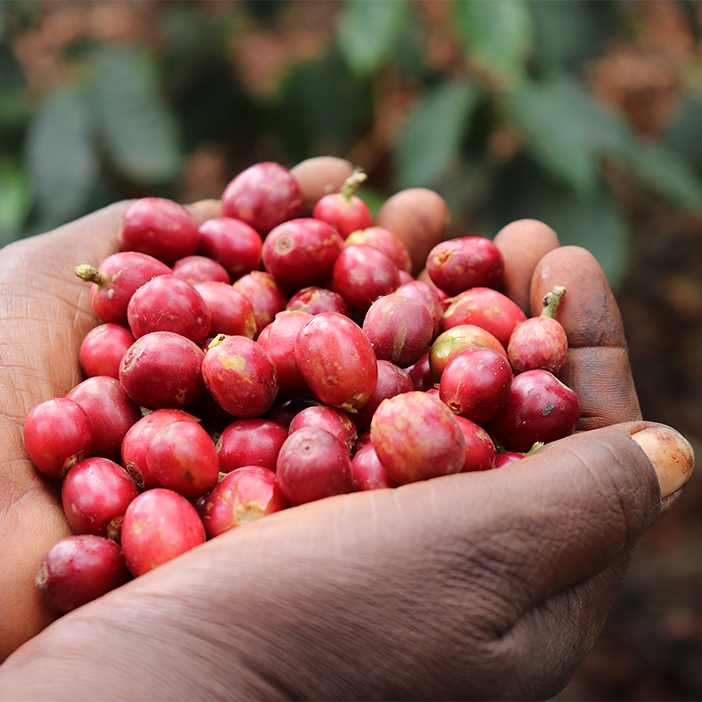 初心者のためのスペシャルティコーヒーガイド！〜前編：”普通”のコーヒーと何が違う？〜